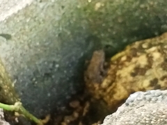 Duttaphrynus melanostictus
