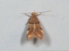 Theisoa constrictella