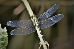 Orthetrum sabina