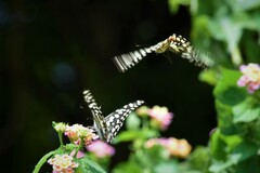 Papilio demoleus