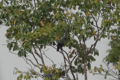 Ducula pinon