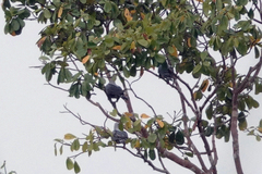 Ducula pinon