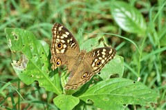 Junonia lemonias
