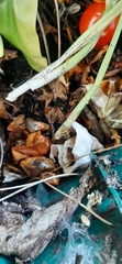 Syrphidae