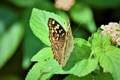 Junonia lemonias