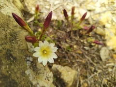 Gentiana scabrida