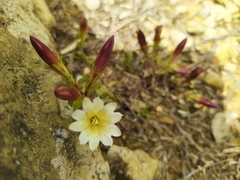 Gentiana scabrida