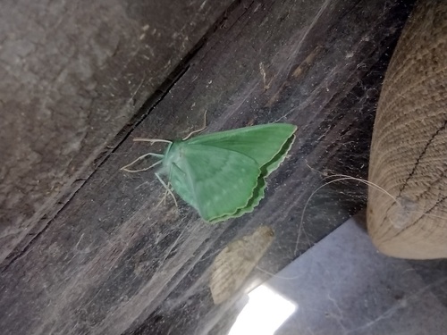 piadivka zelená (Geometra papilionaria)