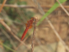 Crocothemis erythraea