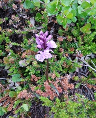 Dactylorhiza fuchsii psychrophila