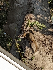 Sciurus niger