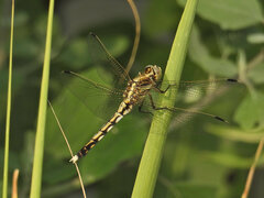 Orthetrum albistylum