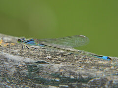 Ischnura elegans
