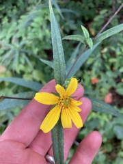 Helianthus smithii