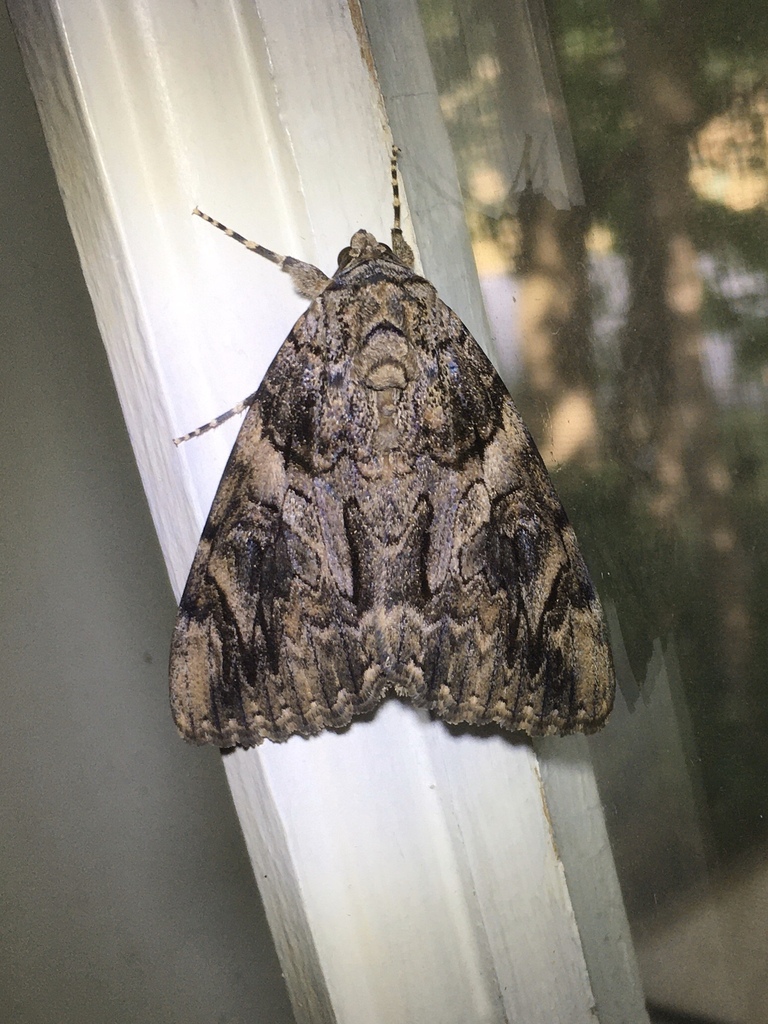 Penitent Underwing