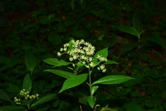 Hydrangea lingii