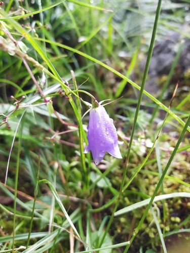 Image of Adenophora morrisonensis by (c) 莫于凌, some rights reserved (CC BY)