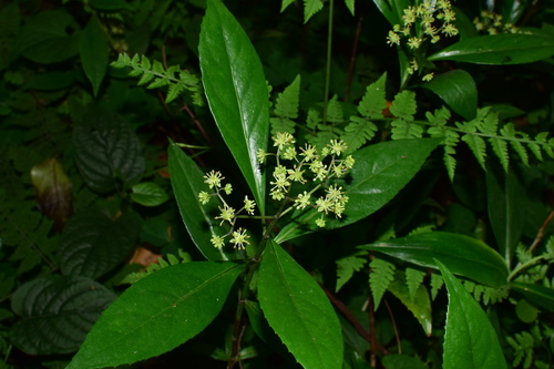 Hydrangea lingii
