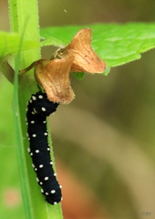 Athalia scutellariae