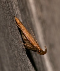 Dichomeris heriguronis