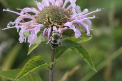Anthophora walshii