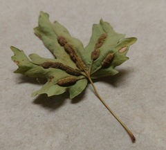 Dasineura communis