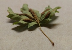 Dasineura communis