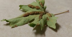 Dasineura communis