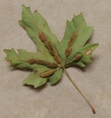 Dasineura communis