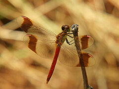 Sympetrum pedemontanum
