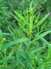 Empleurum unicapsulare