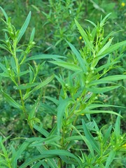 Empleurum unicapsulare