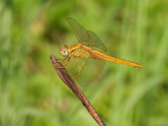 Crocothemis erythraea