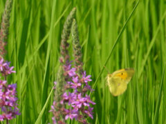 Colias croceus
