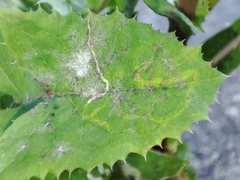 Erysiphaceae