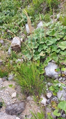 Calamagrostis varia