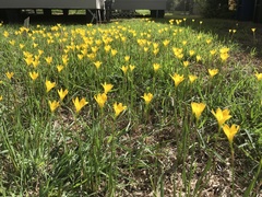 Zephyranthes pulchella