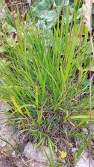 Calamagrostis varia