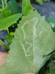 Erysiphaceae
