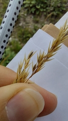 Calamagrostis varia