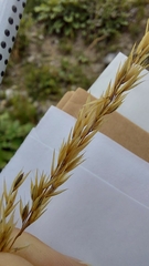 Calamagrostis varia