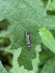 Agrilus catherinae
