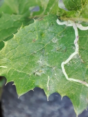 Erysiphaceae