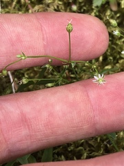 Stellaria borealis