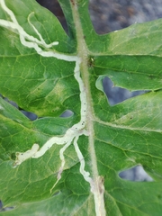 Erysiphaceae