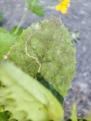 Erysiphaceae