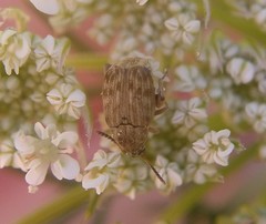 Acanthoscelides obtectus