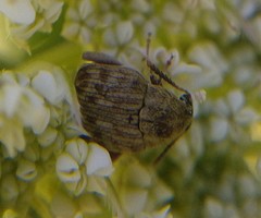 Acanthoscelides obtectus