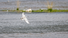 Ibidorhyncha struthersii