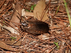 Rhabdoblatta guttigera